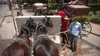 Society for Protection Animals Abroad (SPANA) melaporkan sekitar lebih dari 200 ekor kuda dan keledai yang biasa mengangkut wisatawan di kota Marrakech menderita kelaparan sebagai efek samping wabah COVID-19. SPANA pun turun tangan memberikan bantuan. (Mosaab El Sham/AP)