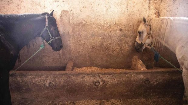 Kuda-kuda wisata di Marrakech terancam mati kelaparan