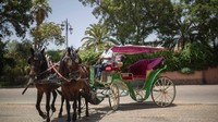 Ribuan orang di Marrakech memang menggantungkan hidupnya dari kuda delman untuk hidup. Satu kuda, bisa menopang hidup untuk 4-5 keluarga, termasuk sang pemilik, kusir kuda, hingga perawat kuda. (Mosaab El Sham/AP)