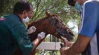 Wabah virus Corona membuat sektor pariwisata di beberapa negara kolaps, termasuk di Maroko. Kuda-kuda wisata yang biasa mengangkut turis di Marrakech, terancam mati kelaparan. Pemiliknya tidak punya pendapatan untuk memberi makan kudanya. (Mosaab El Sham/AP)