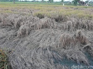 30 Hektare Sawah di Lamongan Gagal Panen Gegara Wereng