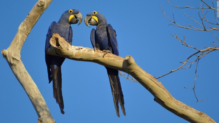 Burung Macaw biru