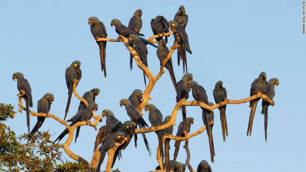 Burung Macaw biru