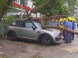 Hong Kong Diterjang Topan, Pohon Roboh Timpa Mobil