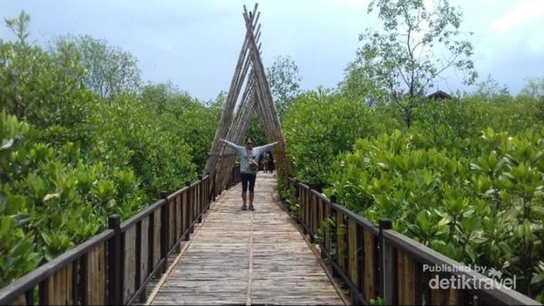 Hutan Mangrove Wonorejo Sudut Adem Di Surabaya