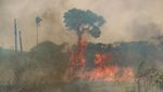Foto-foto Kerusakan Hutan Amazon Akibat Kebakaran
