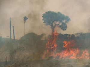 Bahaya Nyata Perubahan Iklim di Hutan Amazon
