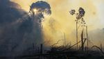 Foto-foto Kerusakan Hutan Amazon Akibat Kebakaran