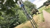 Setelah menjelajahi museum Hunebed kita dapat melanjutkan perjalanan menuju desa Bronneger lewat jalan setapak ini. Ada instalasi patung mamut di sini.