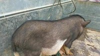 Peliharaan yang siap dijual warga Nong Khiaw.