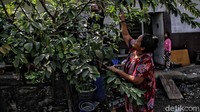 Beberapa warga tampak sedang memetik jambu di depan salah satu blok shelter penampungan.