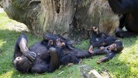 Setahun setelah kedatangannya ke Bioparc Valencia, Djibril bisa beradaptasi di lingkungan yang baru itu. (Bioparc Valencia)