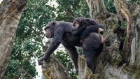 Induk barunya bernama Eva, dia menggendong Djibril dengan tangannya, memberikan perhatian, walaupun belum pernah memiliki anak. (Bioparc Valencia)