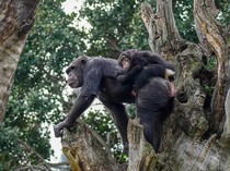 Simpanse Mengobati Penyakitnya dengan Mengonsumsi Tanaman Hutan, Pakai Tumbuhan Ini