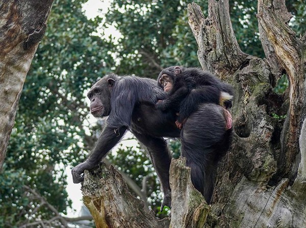 Induk barunya bernama Eva, dia menggendong Djibril dengan tangannya, memberikan perhatian, walaupun belum pernah memiliki anak. (Bioparc Valencia) Induk barunya bernama Eva, dia menggendong Djibril dengan tangannya, memberikan perhatian, walaupun belum pernah memiliki anak. (Bioparc Valencia)