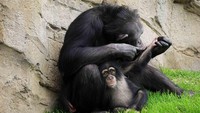 Menurut WWF, spesies Djibril terancam punah. Mereka telah hilang di empat negara, sedangkan yang hidup berada di bawah tekanan yang luar biasa di tempat dimana mereka tinggal (Bioparc Valencia)
