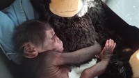 Djibril ditinggalkan induk yang tak tahu bagaimana menjadi keibuan. Terpaksa, Djibril harus hidup tanpa kasih sayang ibunya. (Bioparc Valencia)