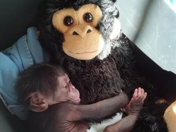 Djibril ditinggalkan induk yang tak tahu bagaimana menjadi keibuan. Terpaksa, Djibril harus hidup tanpa kasih sayang ibunya. (Bioparc Valencia) Djibril ditinggalkan induk yang tak tahu bagaimana menjadi keibuan. Terpaksa, Djibril harus hidup tanpa kasih sayang ibunya. (Bioparc Valencia)