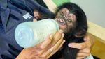 Foto: Bayi Simpanse yang Diterlantarkan Induknya