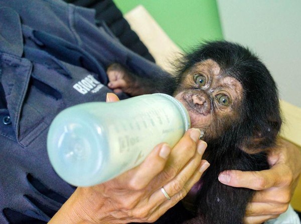Penjaga kebun binatang mencari cara agar Djibril bisa mendapatkan perhatian dari simpanse lain. (Bioparc Valencia) Penjaga kebun binatang mencari cara agar Djibril bisa mendapatkan perhatian dari simpanse lain. (Bioparc Valencia)