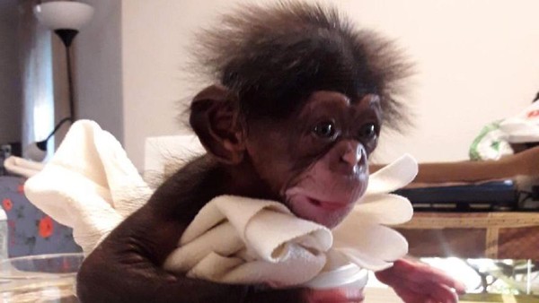 Dia hidup di kebun binatang di Malaga, Spanyol. Induknya adalah seekor simpanse yang sering tampil dalam sirkus dalam didikan yang kasar. (Bioparc Valencia) Dia hidup di kebun binatang di Malaga, Spanyol. Induknya adalah seekor simpanse yang sering tampil dalam sirkus dalam didikan yang kasar. (Bioparc Valencia)