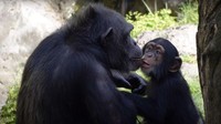 Berkolaborasi dengan kebun binatang lain, Bioparc Valencia, Djibril akhirnya menemukan induk angkat yang menyayanginya saat usianya menginjak 16 bulan (Bioparc Valencia)