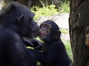 Haru! Simpanse Kecil yang Ditolak Induknya Temukan Keluarga Baru