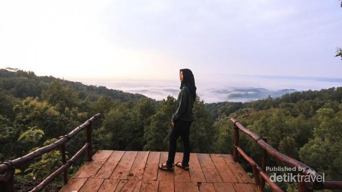Hutan Pinus Asri