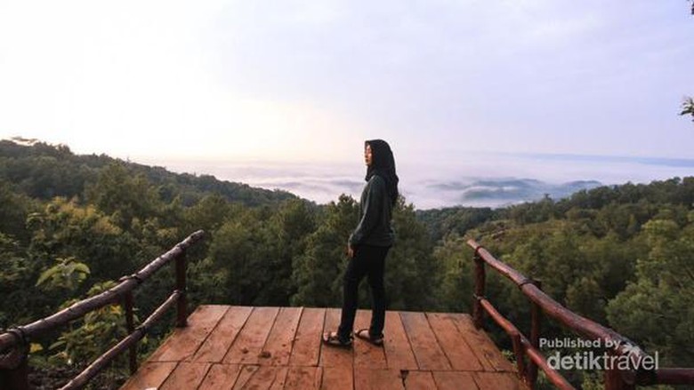 Hutan Pinus Asri Hutan Pinus Asri