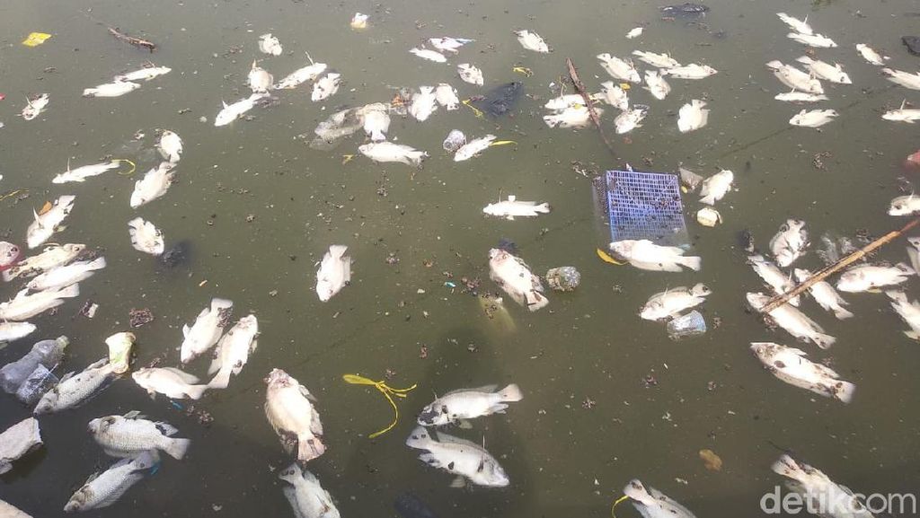 Ribuan Ikan Mati di Jatiluhur, KKP Bicara Fenomena Upwelling
