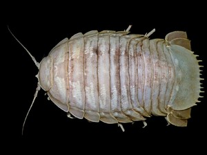 Tentang Kecoak Raksasa yang Berkeliaran di Laut Indonesia