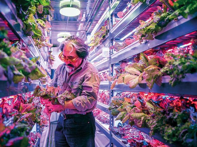 Mengintip Kerennya  Kebun Vertikal yang Sedang Ngetren di Dubai