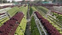  Kalau ini tampilan kecambah segar yang tumbuh di kebun vertikal yang ada di Badia Farms, Dubai. Pemerintah Dubai sendiri terbilang aktif dalam memajukan teknologi perkebunan vertikal. Foto: Gulf News/Emirates/Supplied/Badia Farms