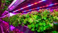  Kalau ini tampilan kecambah segar yang tumbuh di kebun vertikal yang ada di Badia Farms, Dubai. Pemerintah Dubai sendiri terbilang aktif dalam memajukan teknologi perkebunan vertikal. Foto: Gulf News/Emirates/Supplied/Badia Farms