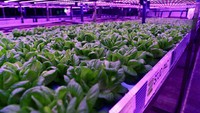 Punya teknologi canggih di bidang pertanian, Dubai luncurkan beberapa perkebunan vertikal. Salah satunya ada yang menggunakan metode hidroponik, yaitu budidaya menggunakan air tanpa tanah di UNS Farms, Al Quoz, Dubai. Foto: Gulf News/Emirates/Supplied/Badia Farms