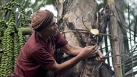 Dalam sehari petani tersebut mampu mengumpulkan air nira aren sebanyak tiga sampai lima liter yang kemudian diolah menjadi gula merah dan dijual Rp15 ribu hingga Rp18 ribu per kilogram.