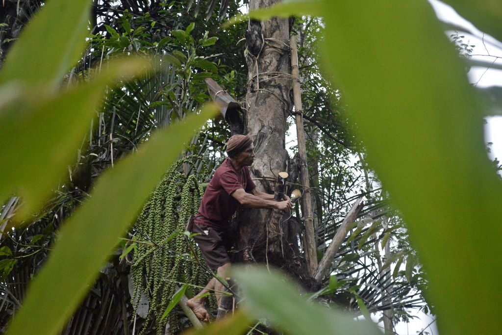 Petani menyadap pohon aren di Banjarwangi, Kabupaten Garut, Jawa Barat, Rabu (19/8/2020). Dalam sehari petani tersebut mampu mengumpulkan air nira aren sebanyak tiga sampai lima liter yang kemudian diolah menjadi gula merah dan dijual Rp15 ribu hingga Rp18 ribu per kilogram. ANTARA FOTO/Candra Yanuarsyah/agr/aww.