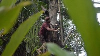 Petani menyadap pohon aren di Banjarwangi, Kabupaten Garut, Jawa Barat, Rabu (19/8/2020).