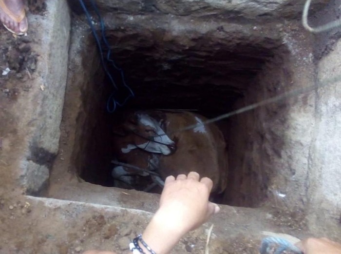 Seekor sapi betina di Situbondo jatuh ke septic tank 3 meter. Sapi simmental milik Rahmad (30) itu terjerembab saat terkepas.