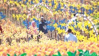 Untuk masuk ke objek wisata ini, kita akan dikenakan tiket masuk Rp 10 ribu dewasa dan Rp 5 ribu anak. Sedangkan untuk tiket parkir motor Rp 4 ribu dan mobil Rp 5 ribu (Wisma Putra/detikTravel)