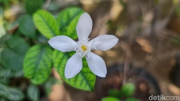 Mencoba foto dengan jarak dekat. Foto: Adi Fida Rahman/detikINET