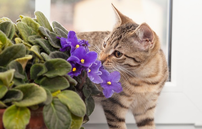 tabby kitten sniffling at african violet flower