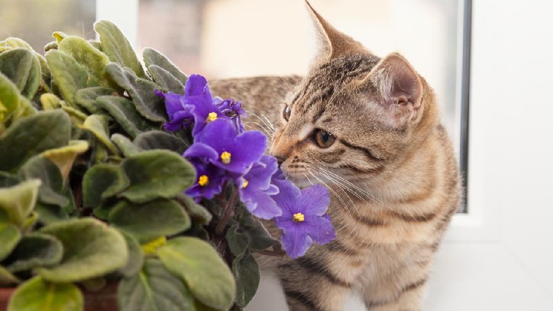 tabby kitten sniffling at african violet flower