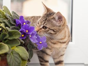 3 Alasan Mengapa Manusia Tak Boleh Memakan Kucing