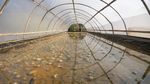 Intip Lahan Pertanian Garam Sistem Tunnel