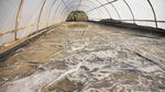 Intip Lahan Pertanian Garam Sistem Tunnel