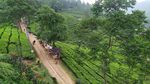 Deretan Foto Kebun Teh Gunung Mas yang Instagrammable