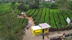 Deretan Foto Kebun Teh Gunung Mas yang Instagrammable