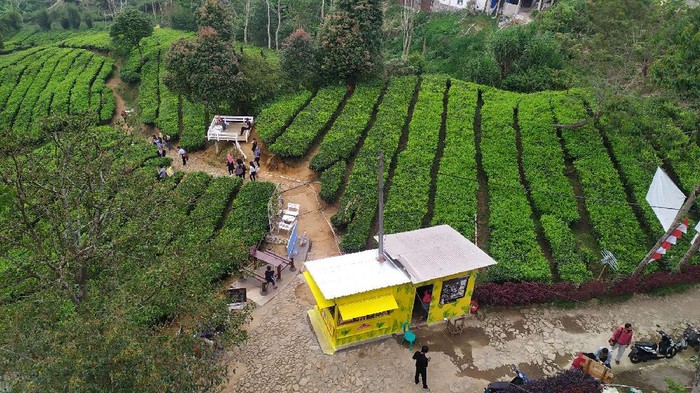 Kebun Teh Gunung Mas Puncak