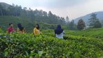 Deretan Foto Kebun Teh Gunung Mas yang Instagrammable